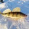 Ловля судака зимой на тюльку. Видео