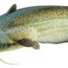 Періодичність нересту сома – особливості цієї риби під час ікрометання