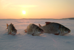 Оптимальное атмосферное давление для ловли рыбы