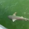 Окунь во Флориде проглотил акулу с первой попытки