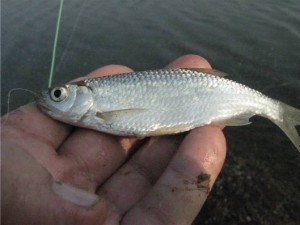 Ловля уклейки осенью — особенности поимки этой рыбы
