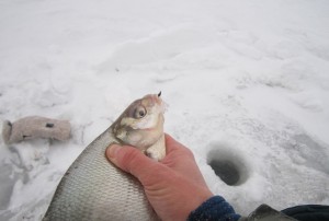 Ловля зимой на черта — советы рыболовам